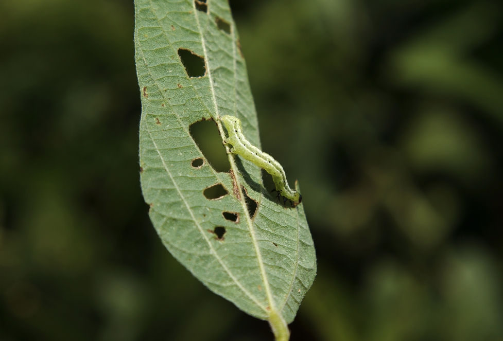 На борьбу с вредителями выходят деньги