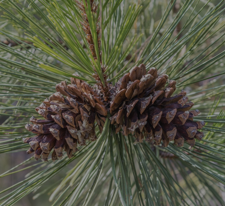 Лесные породы